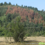 Съхненето на иглолистните гори може да се предотврати